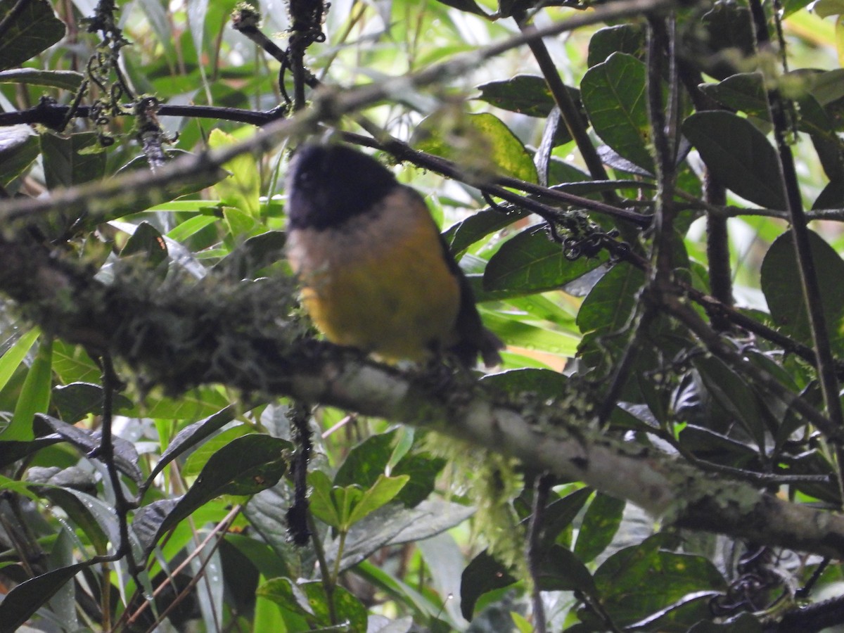 Buff-banded Mountain Tanager - ML645448716
