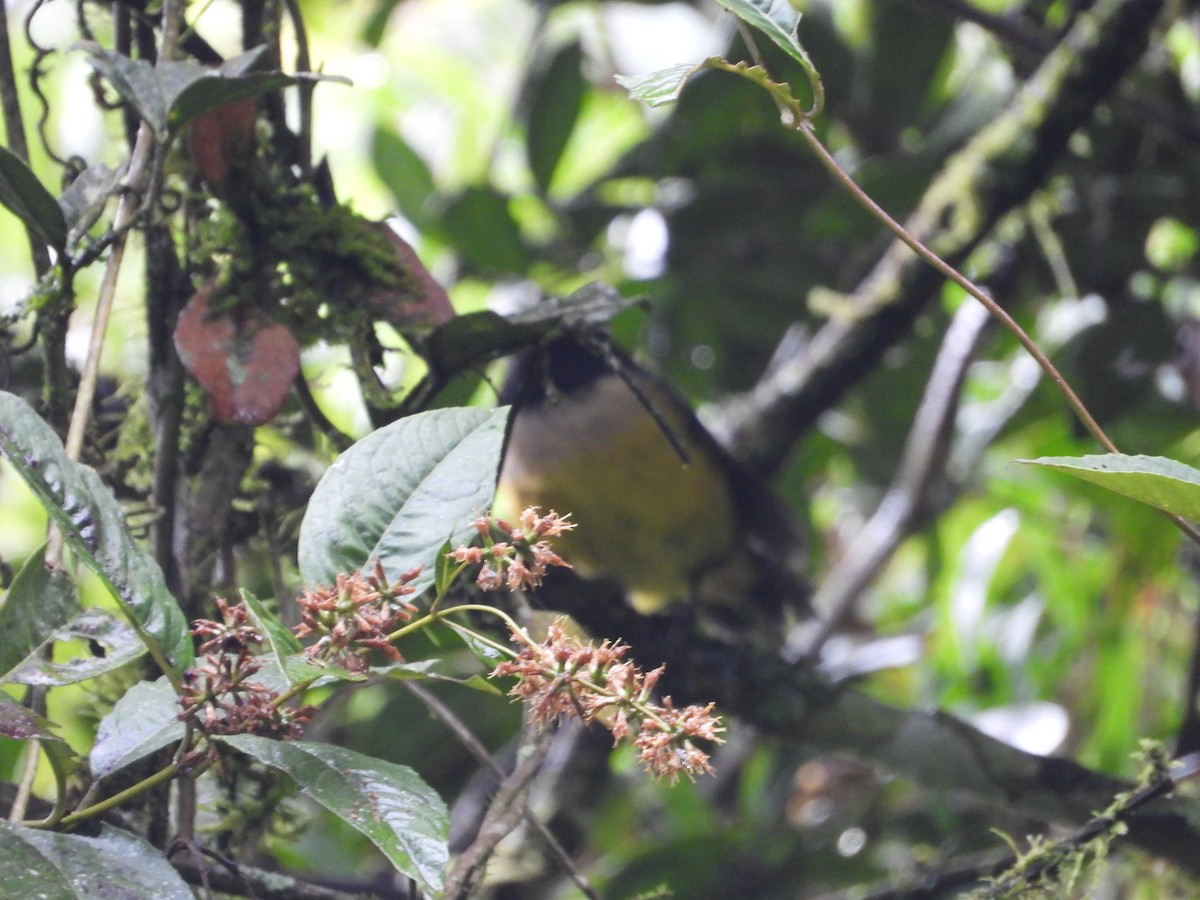 Buff-banded Mountain Tanager - ML645448717