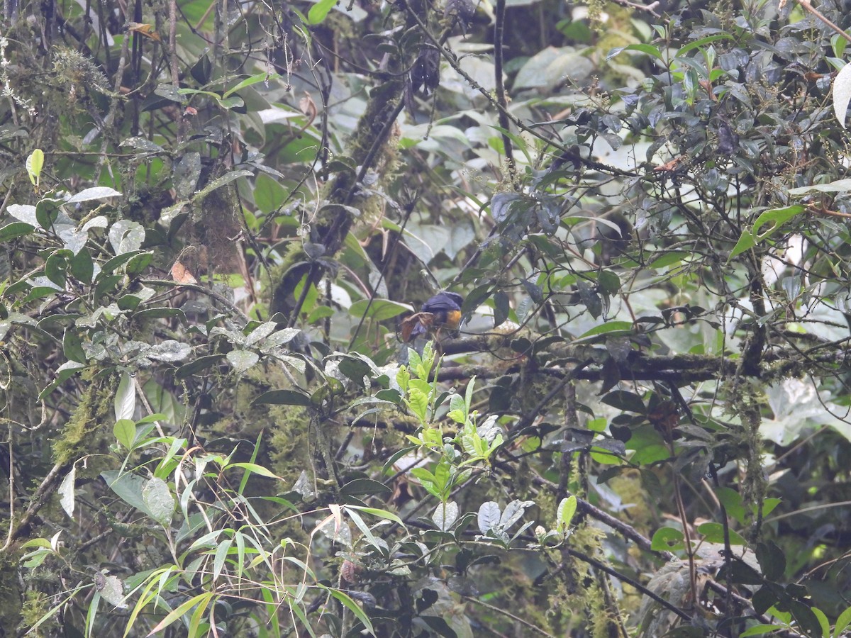 Buff-banded Mountain Tanager - ML645448718