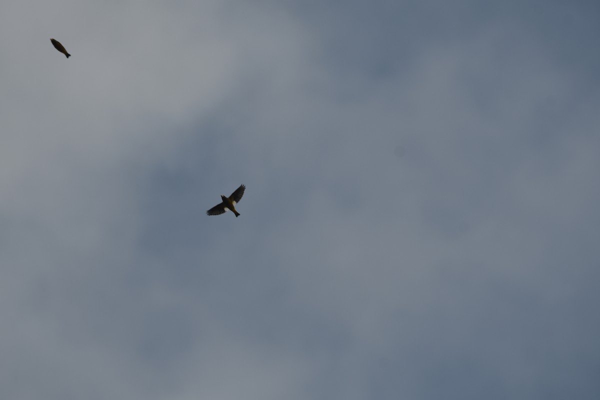 Кіпаль жовтобровий - ML645448719