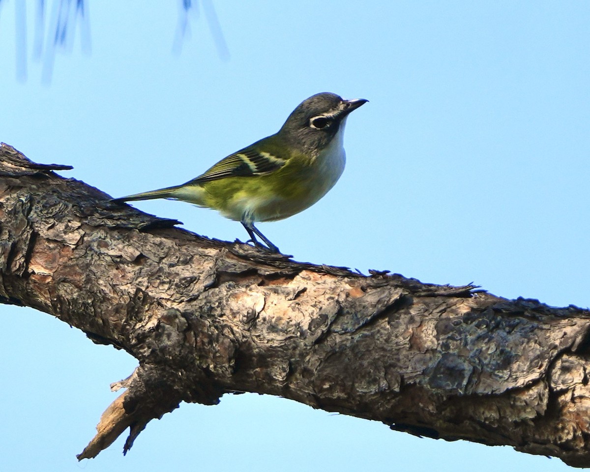 Віреон сизоголовий - ML645448720