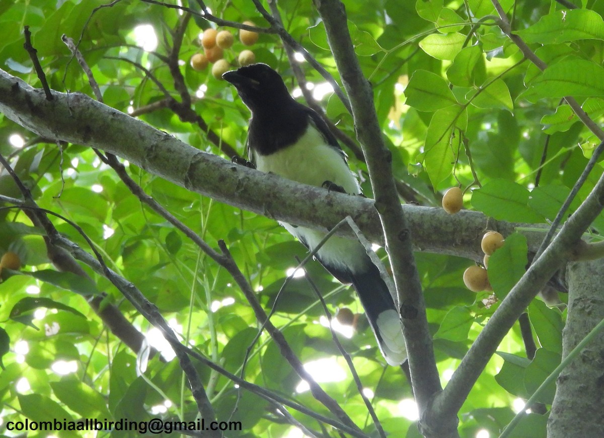 Пая синьоброва - ML645448721