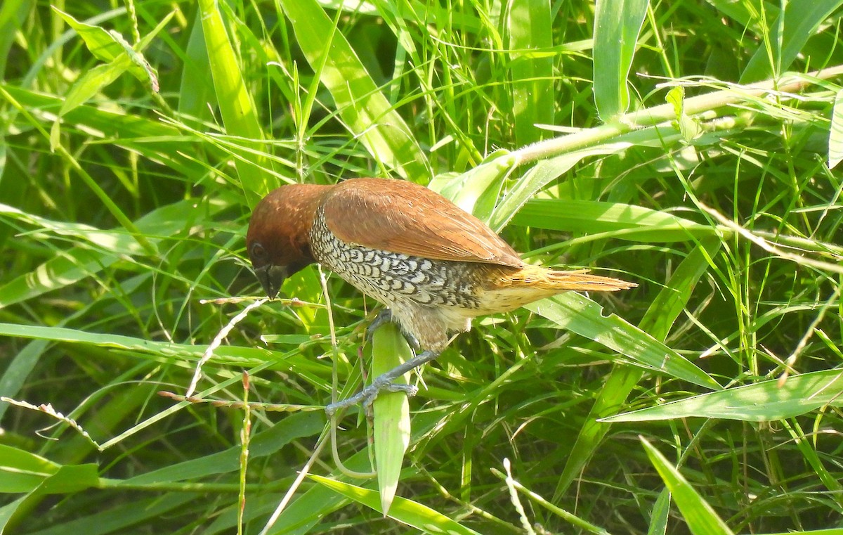 Scaly-breasted Munia - ML645448726