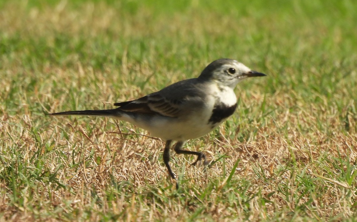 konipas bílý (ssp. alba/dukhunensis) - ML645448729