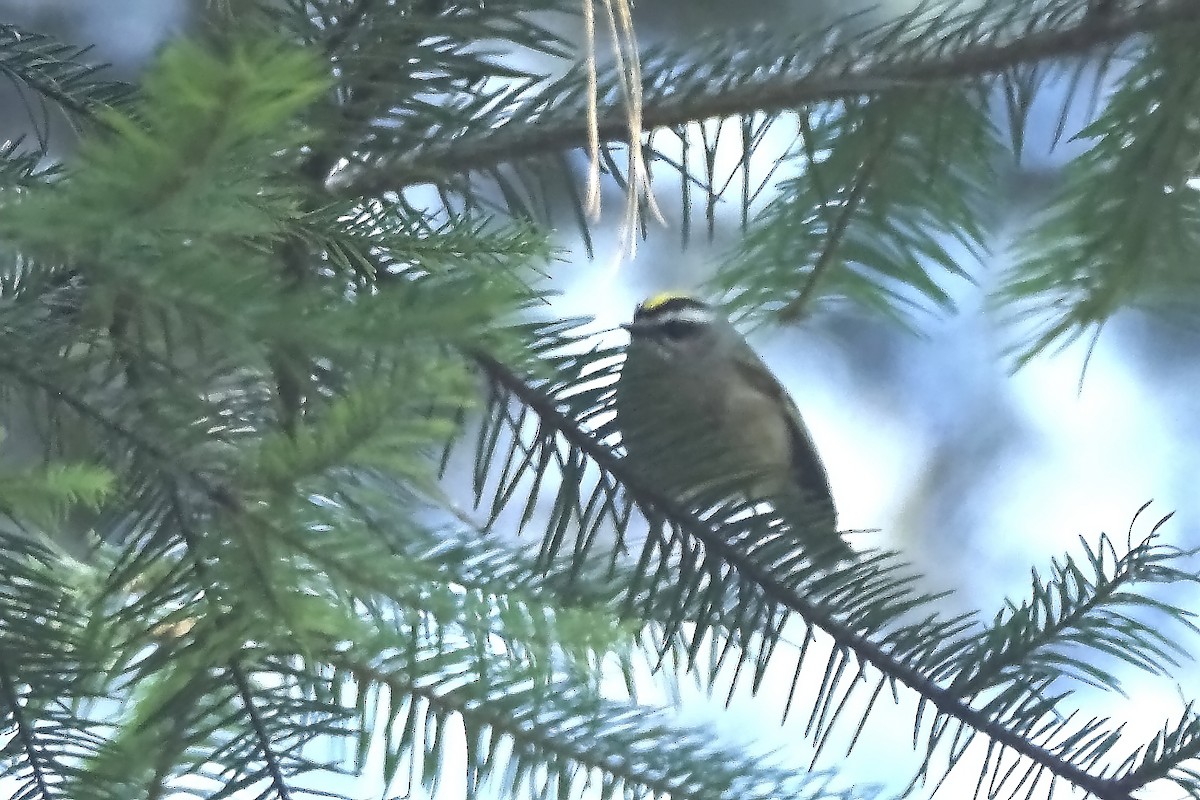 Golden-crowned Kinglet - ML645448731
