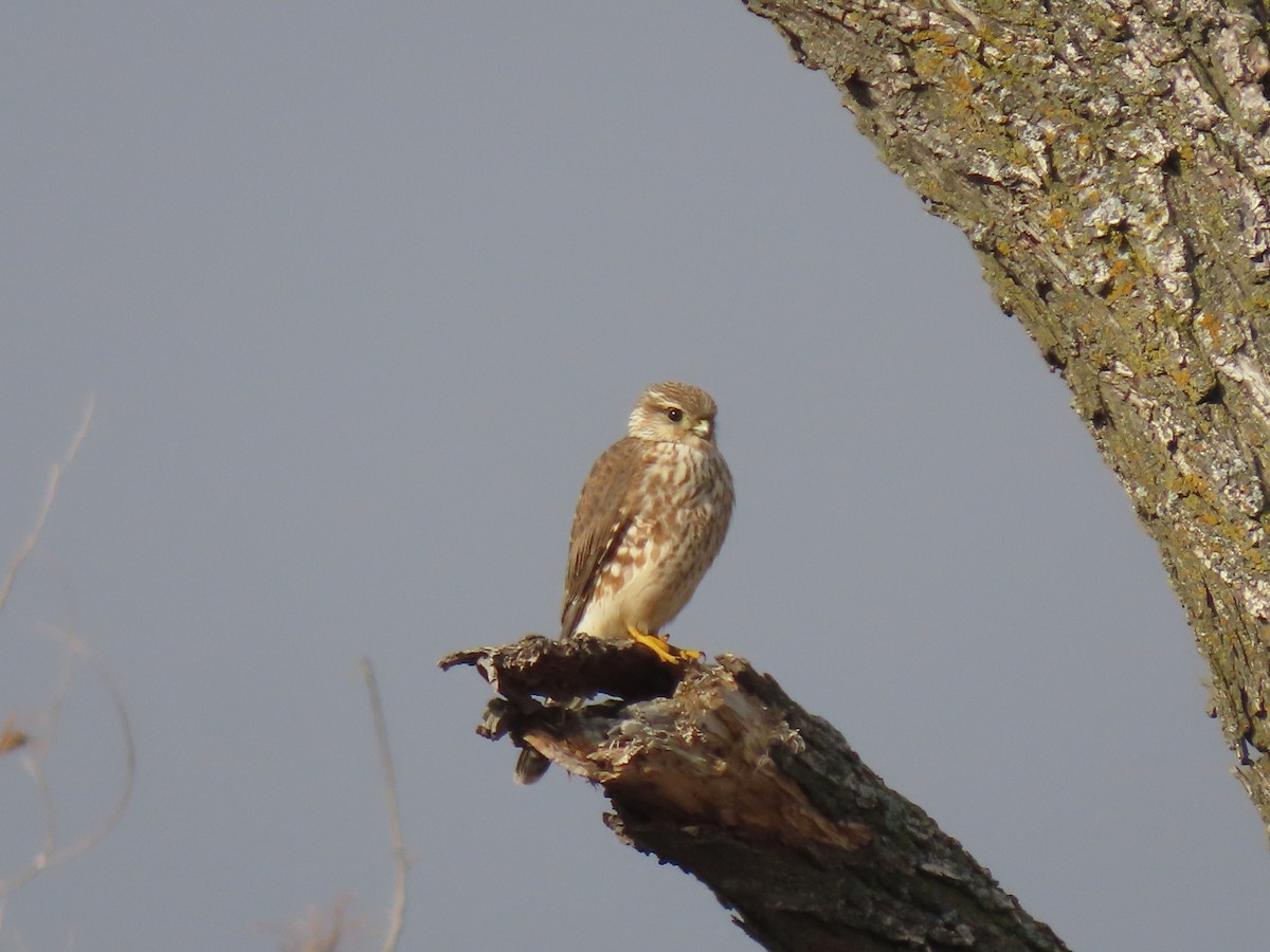 Merlin (Prairie) - ML645448798