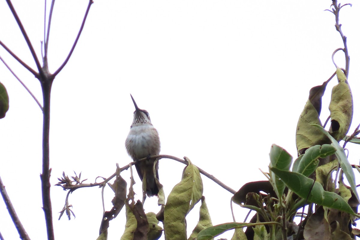 Рубиновогорлый колибри - ML645448824