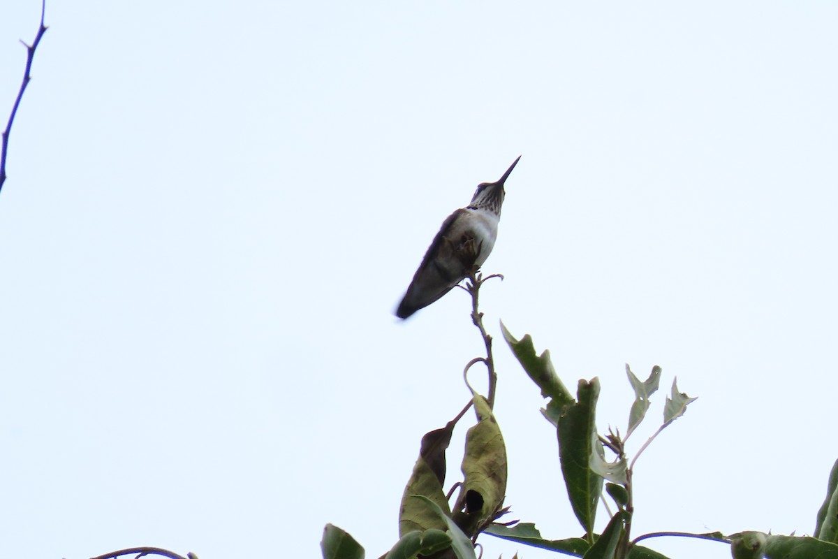 Рубиновогорлый колибри - ML645448825