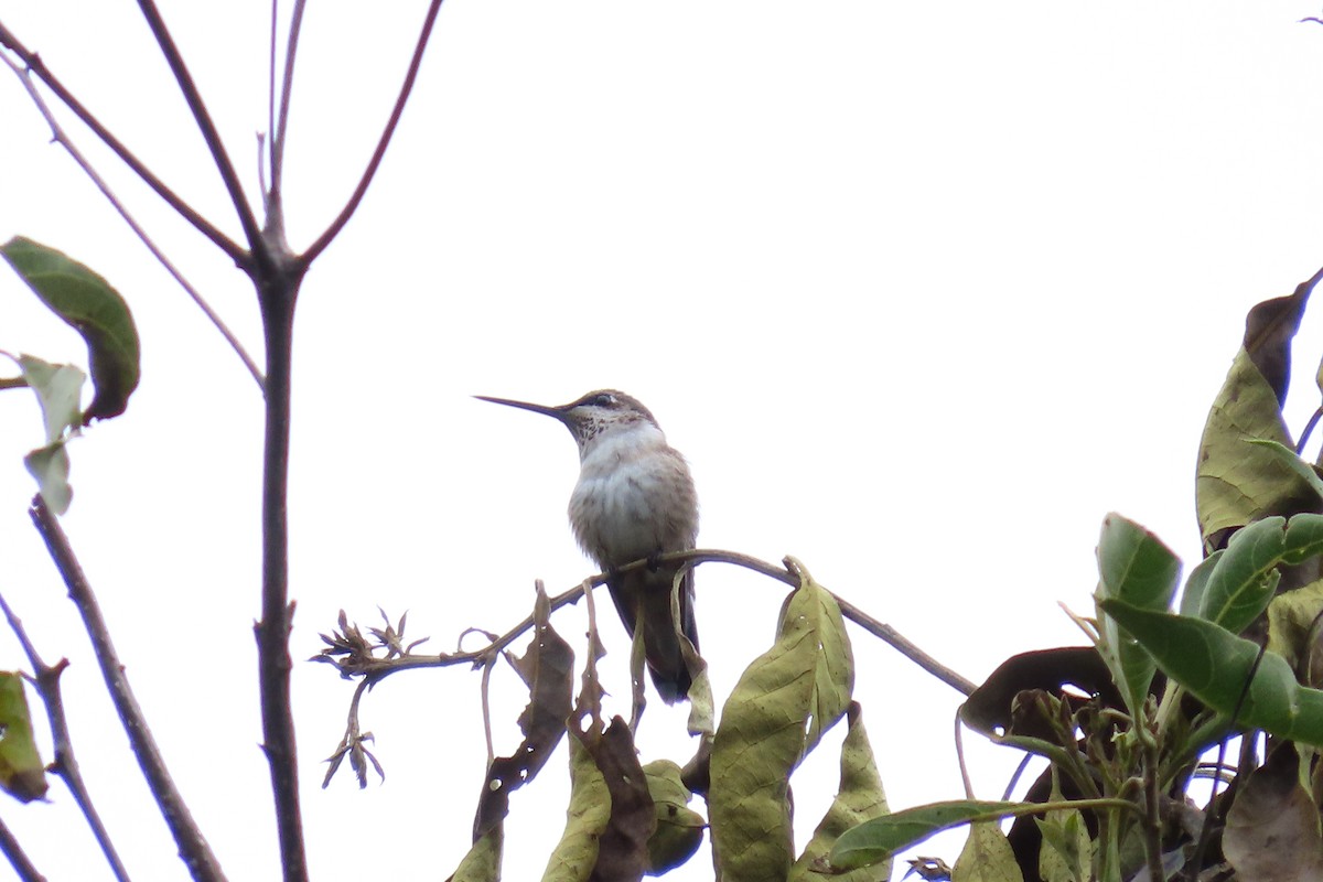 Рубиновогорлый колибри - ML645448826