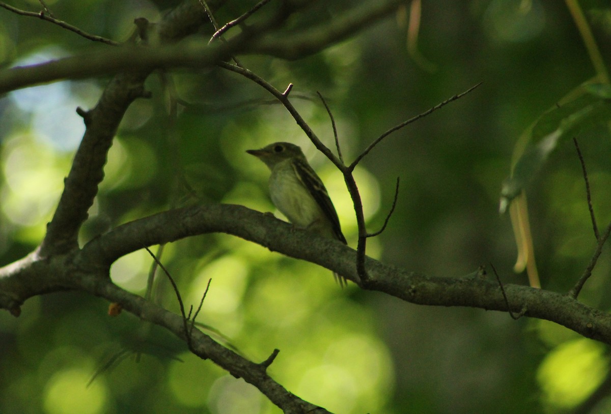 Mosquero Verdoso - ML645448835