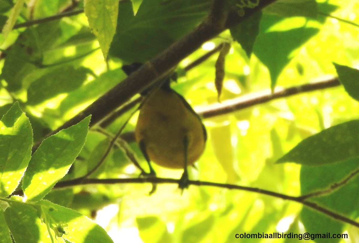 Bananaquit - ML645448871