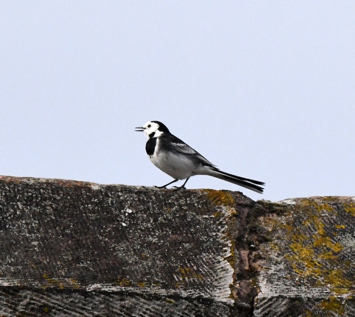 konipas bílý (ssp. yarrellii) - ML645448872