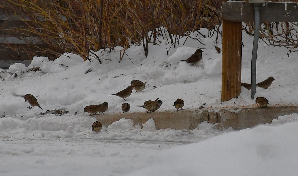 House Sparrow - ML645448881