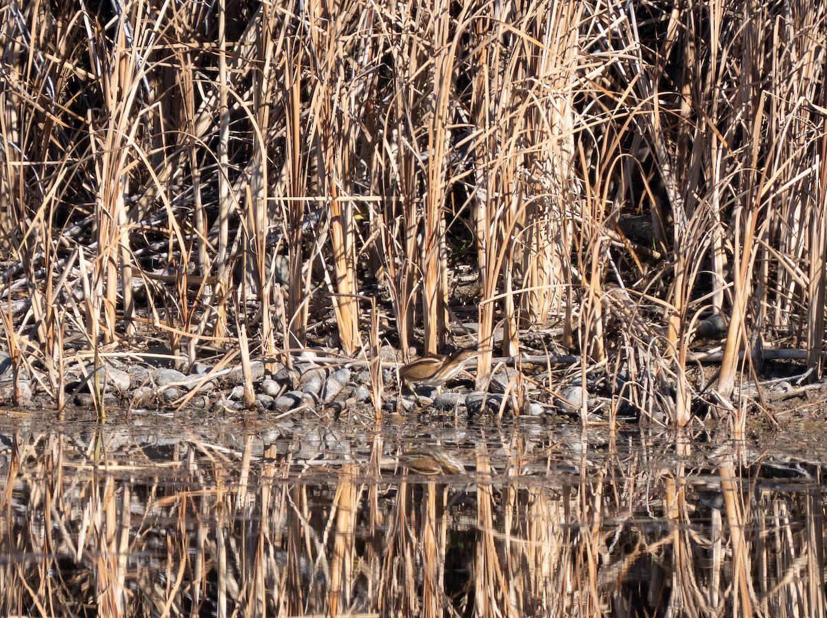 Least Bittern - ML645448882