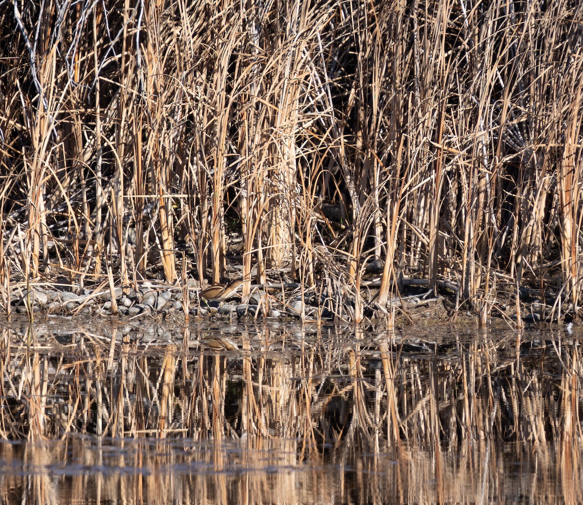 Least Bittern - ML645448883