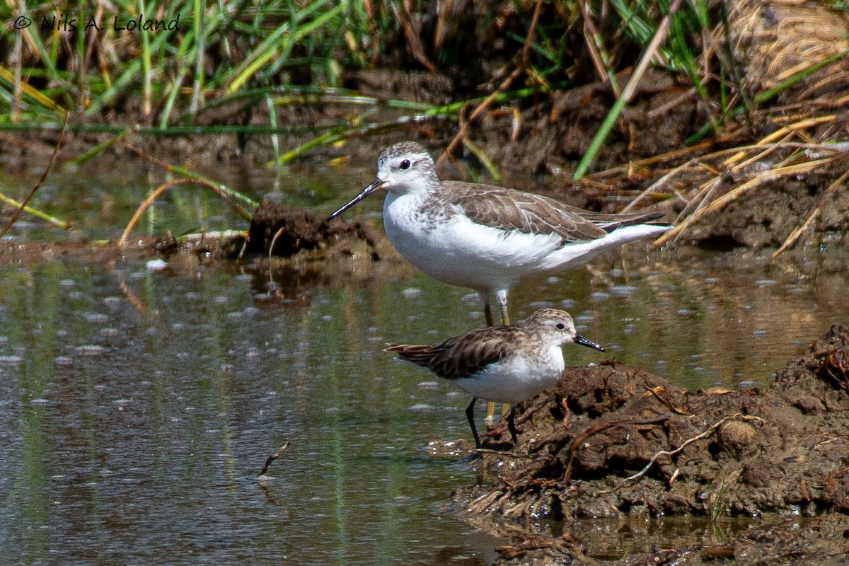 Küçük Kumkuşu - ML645448893