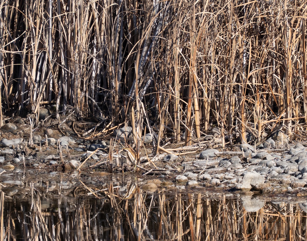 Least Bittern - ML645448894
