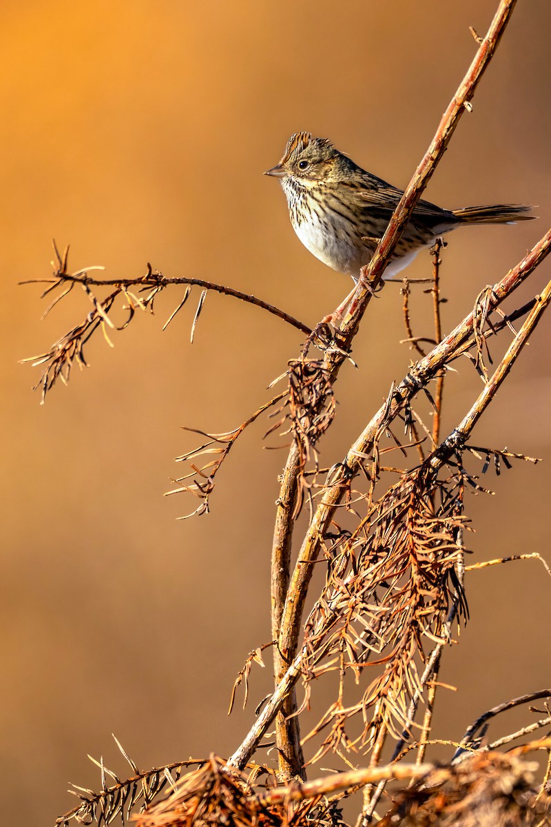 Lincoln's Sparrow - ML645448903