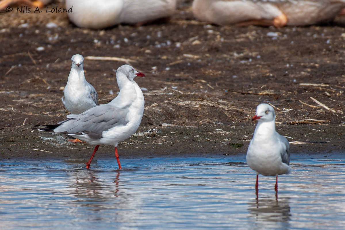 Gray-hooded Gull - ML645448915