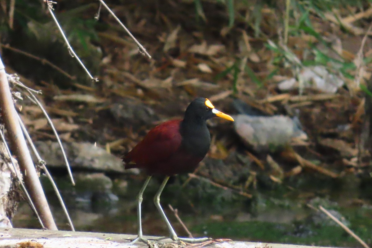Northern Jacana - ML645448923