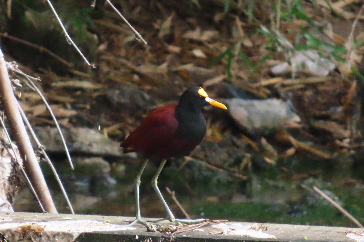Northern Jacana - ML645448924