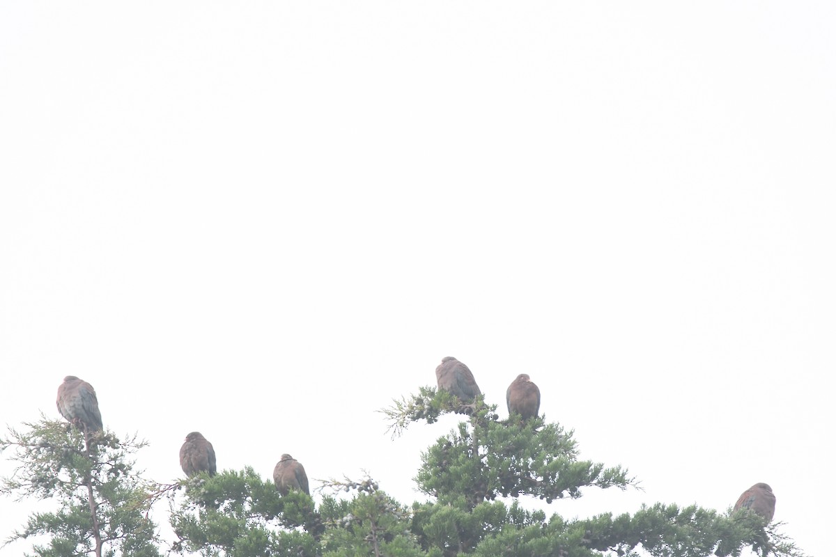 Red-billed Pigeon - ML645448929