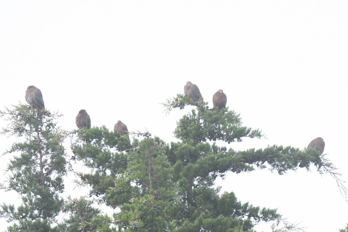 Red-billed Pigeon - ML645448930
