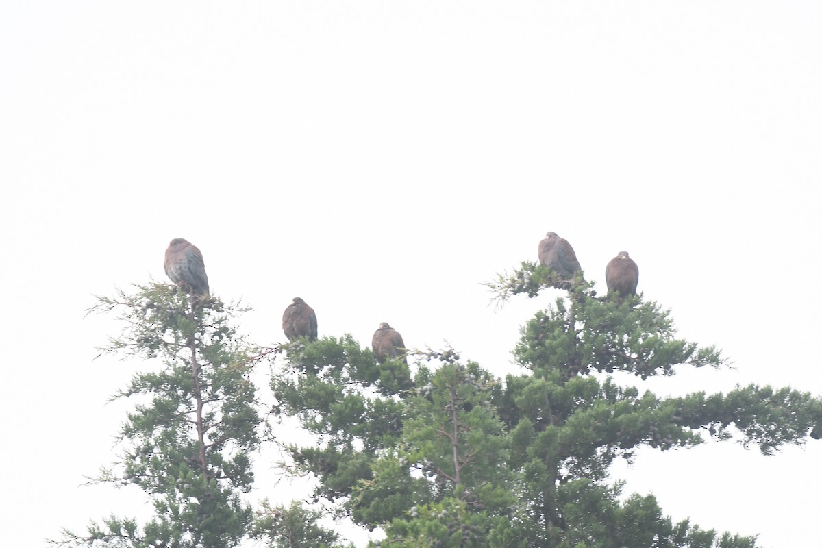 Red-billed Pigeon - ML645448931