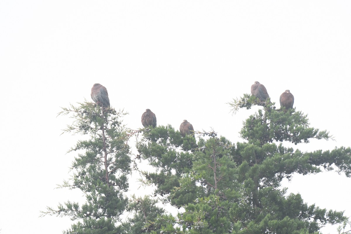 Red-billed Pigeon - ML645448932