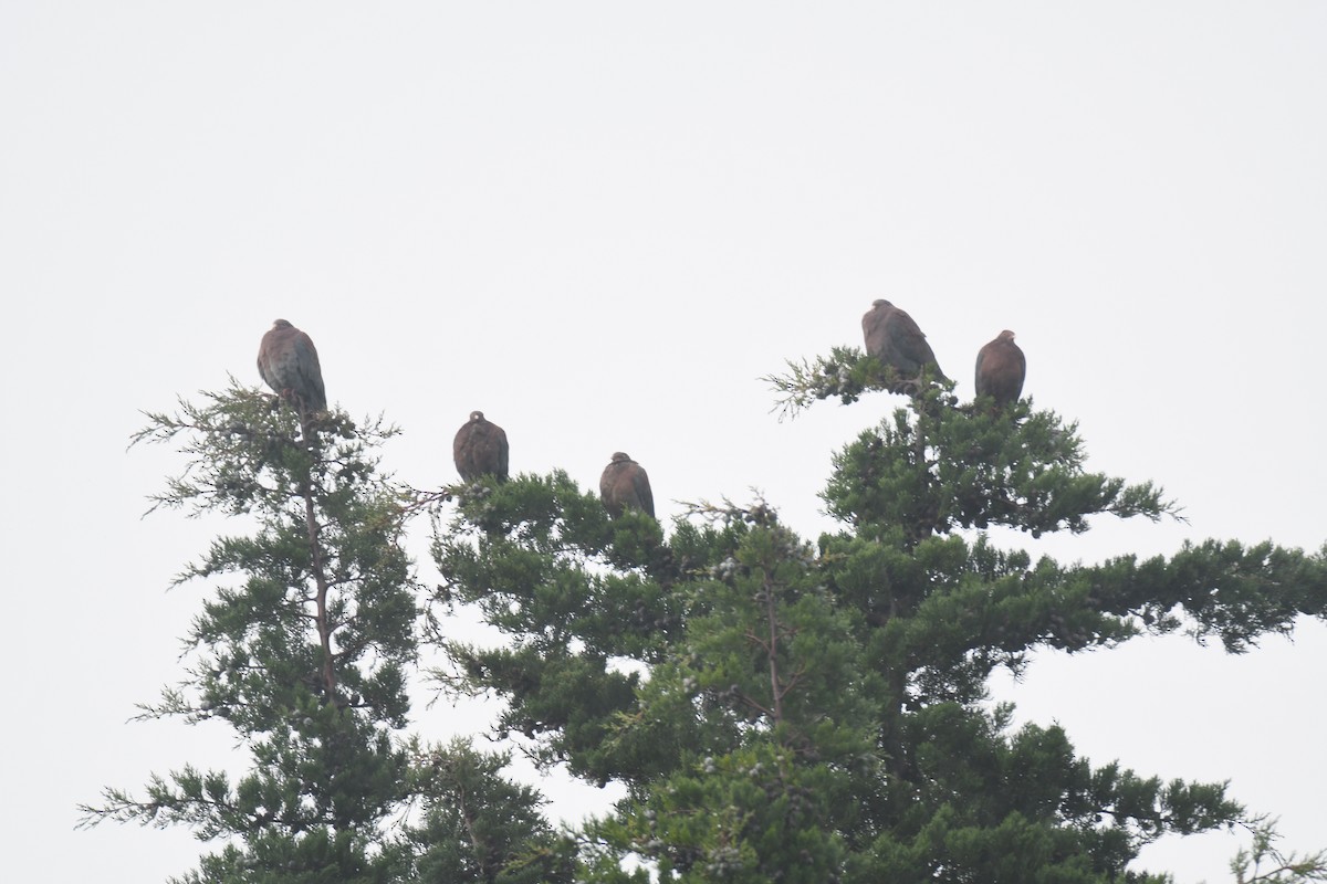 Red-billed Pigeon - ML645448933
