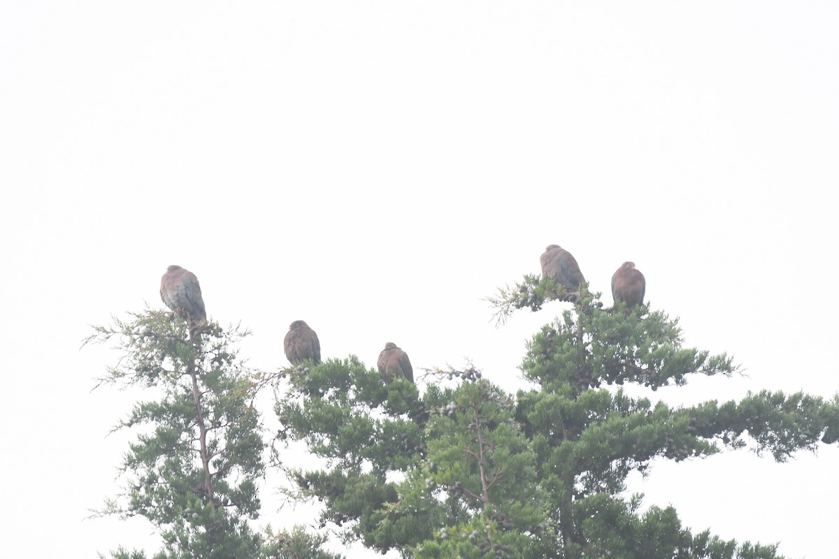 Red-billed Pigeon - ML645448934