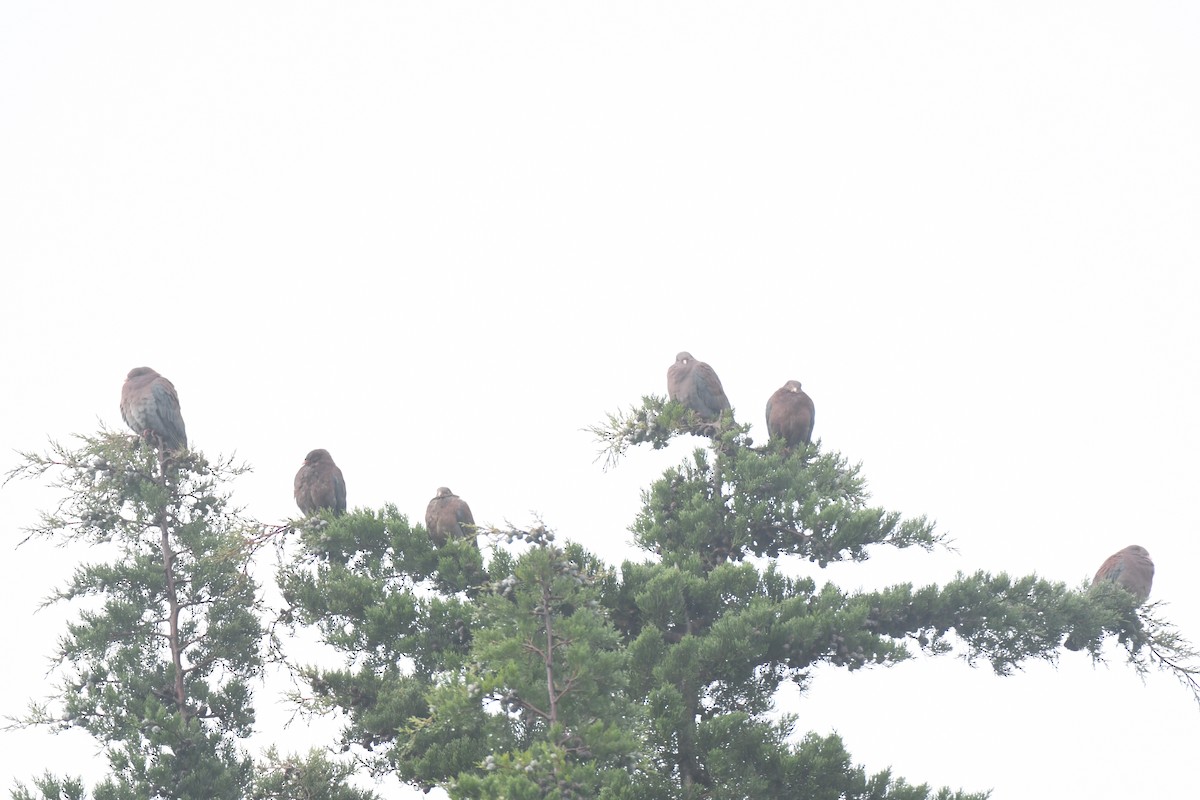 Red-billed Pigeon - ML645448935