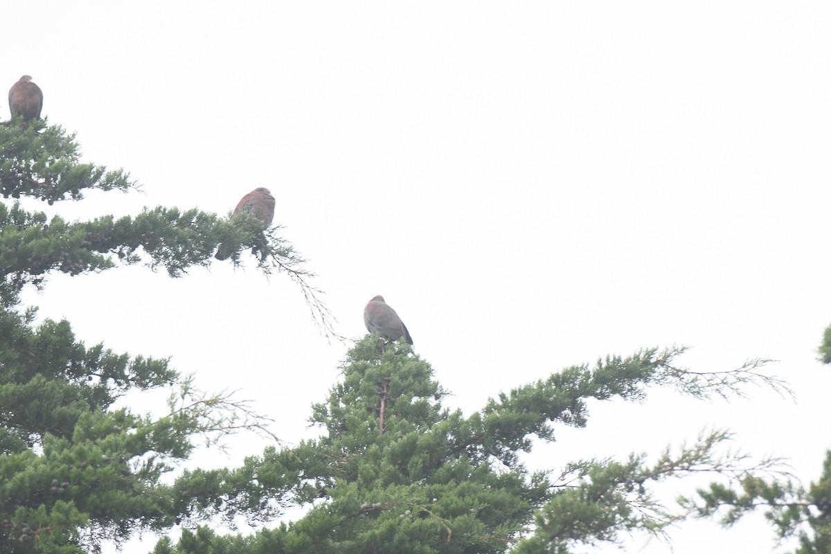 Red-billed Pigeon - ML645448936