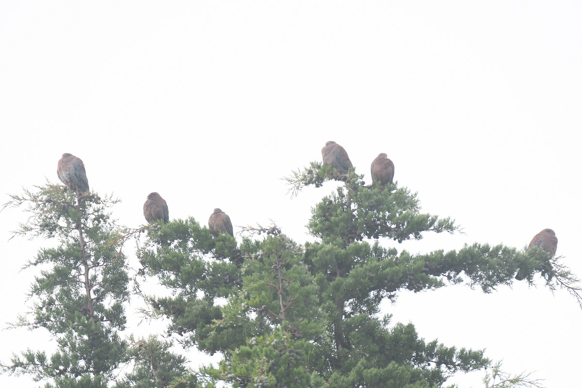 Red-billed Pigeon - ML645448937