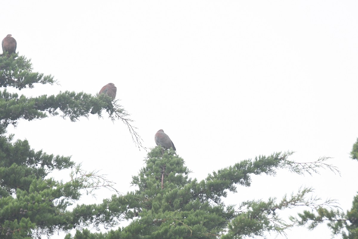 Red-billed Pigeon - ML645448938