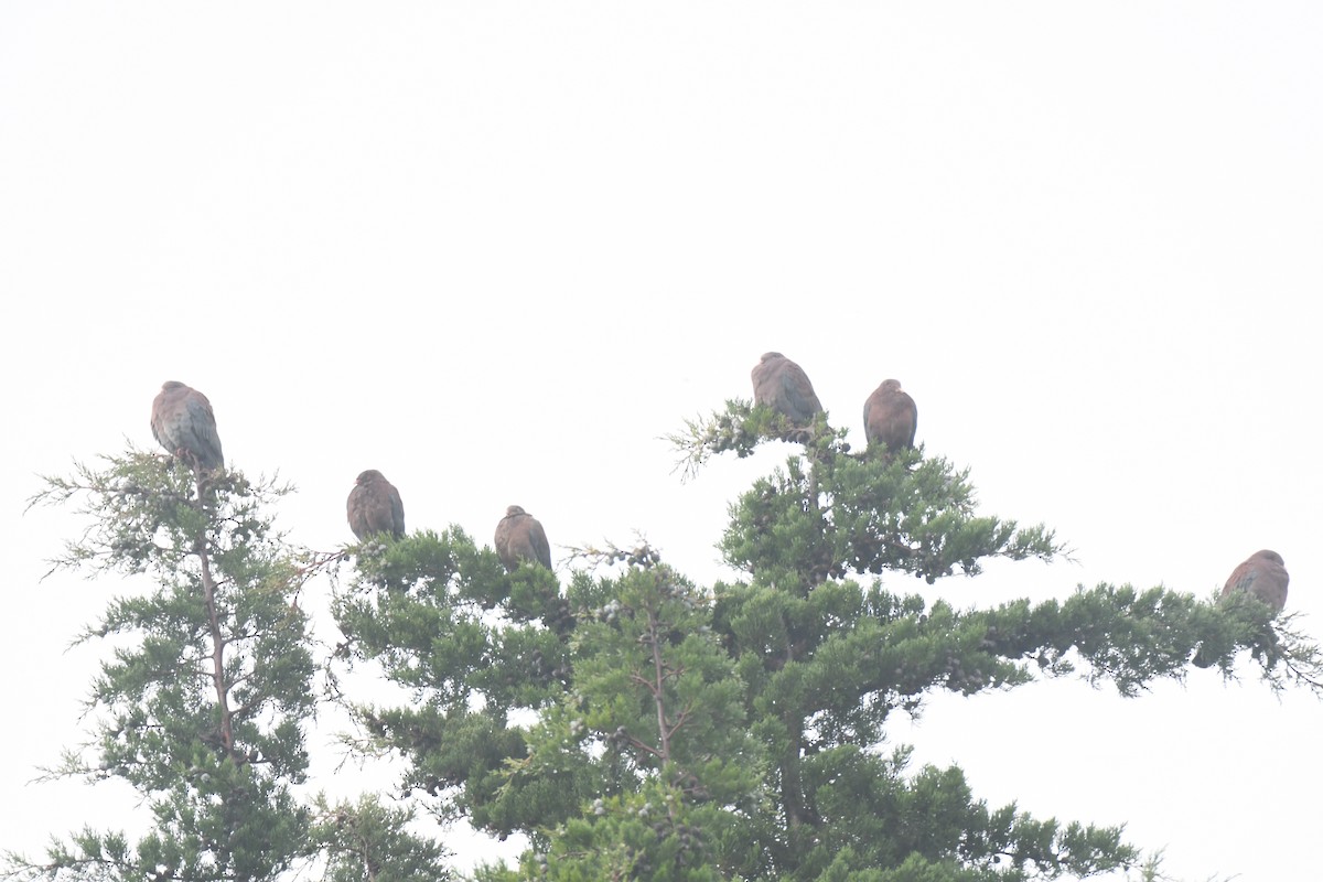 Red-billed Pigeon - ML645448939