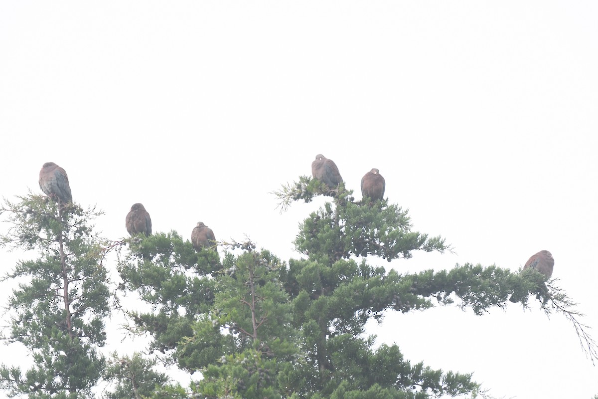 Red-billed Pigeon - ML645448941