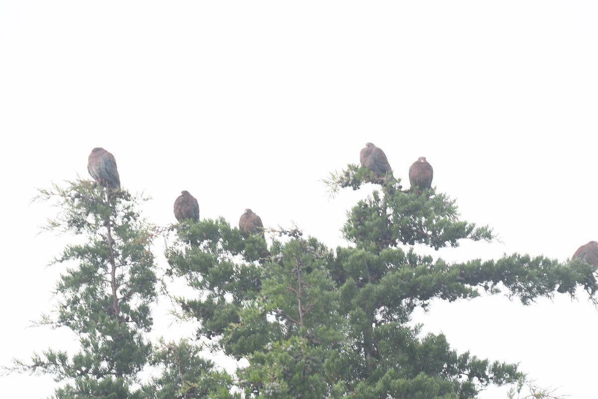 Red-billed Pigeon - ML645448942