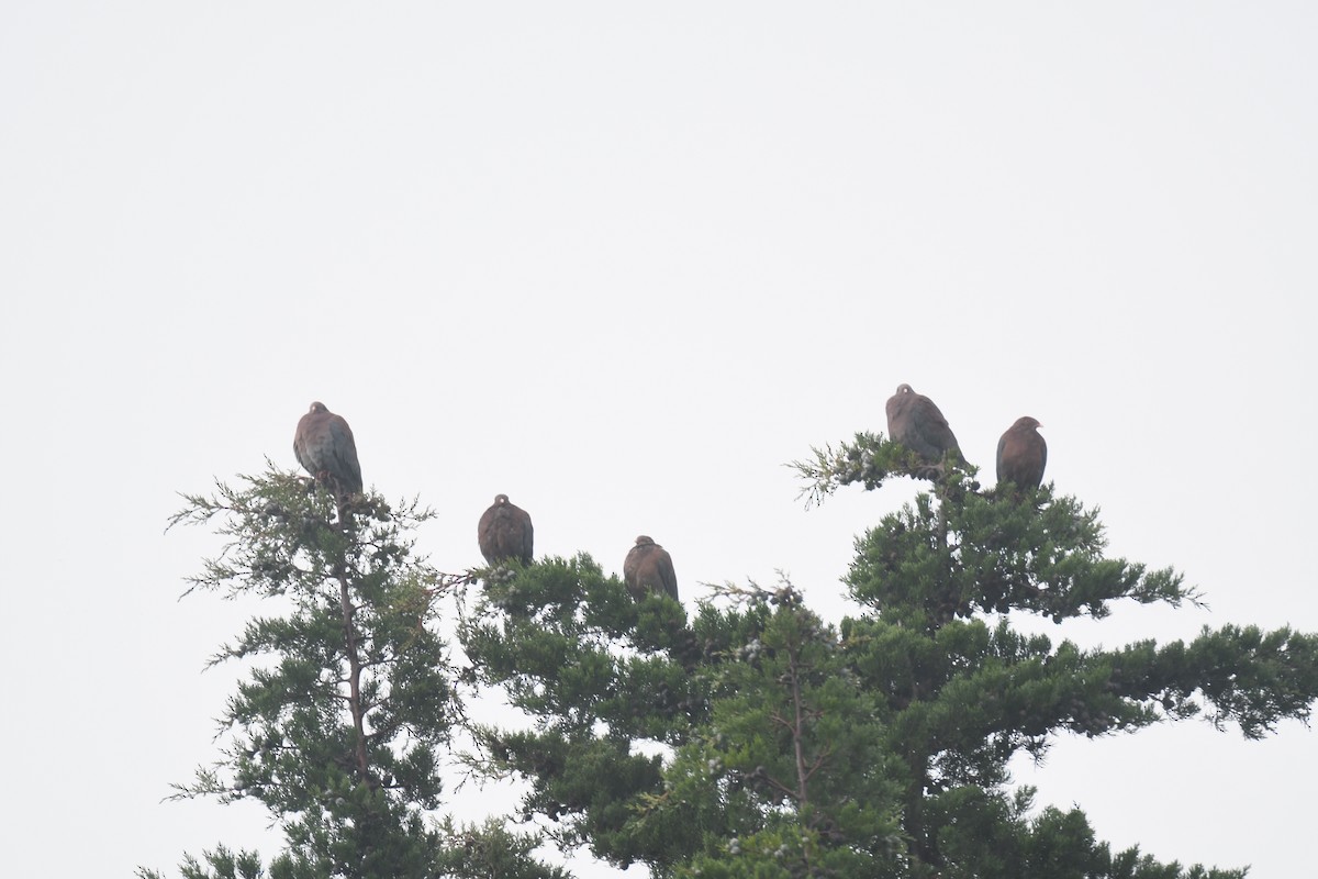 Red-billed Pigeon - ML645448943