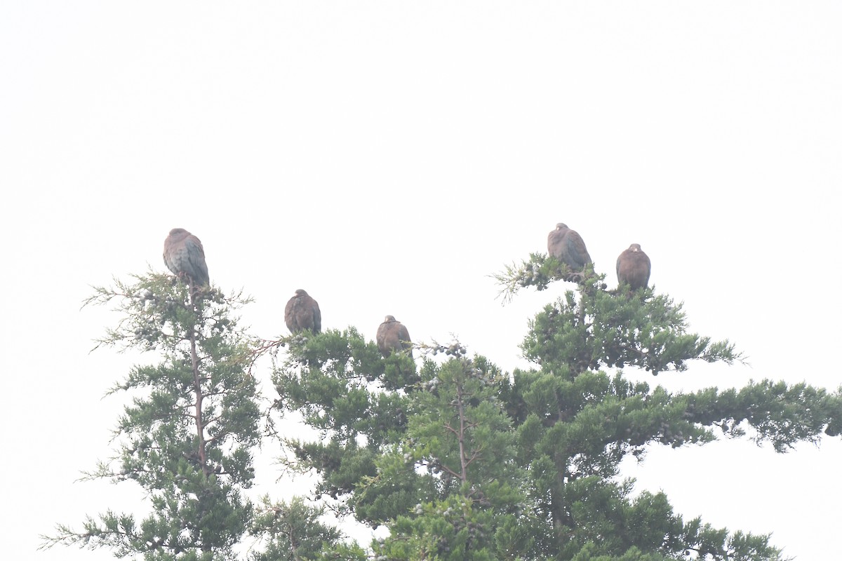 Red-billed Pigeon - ML645448944