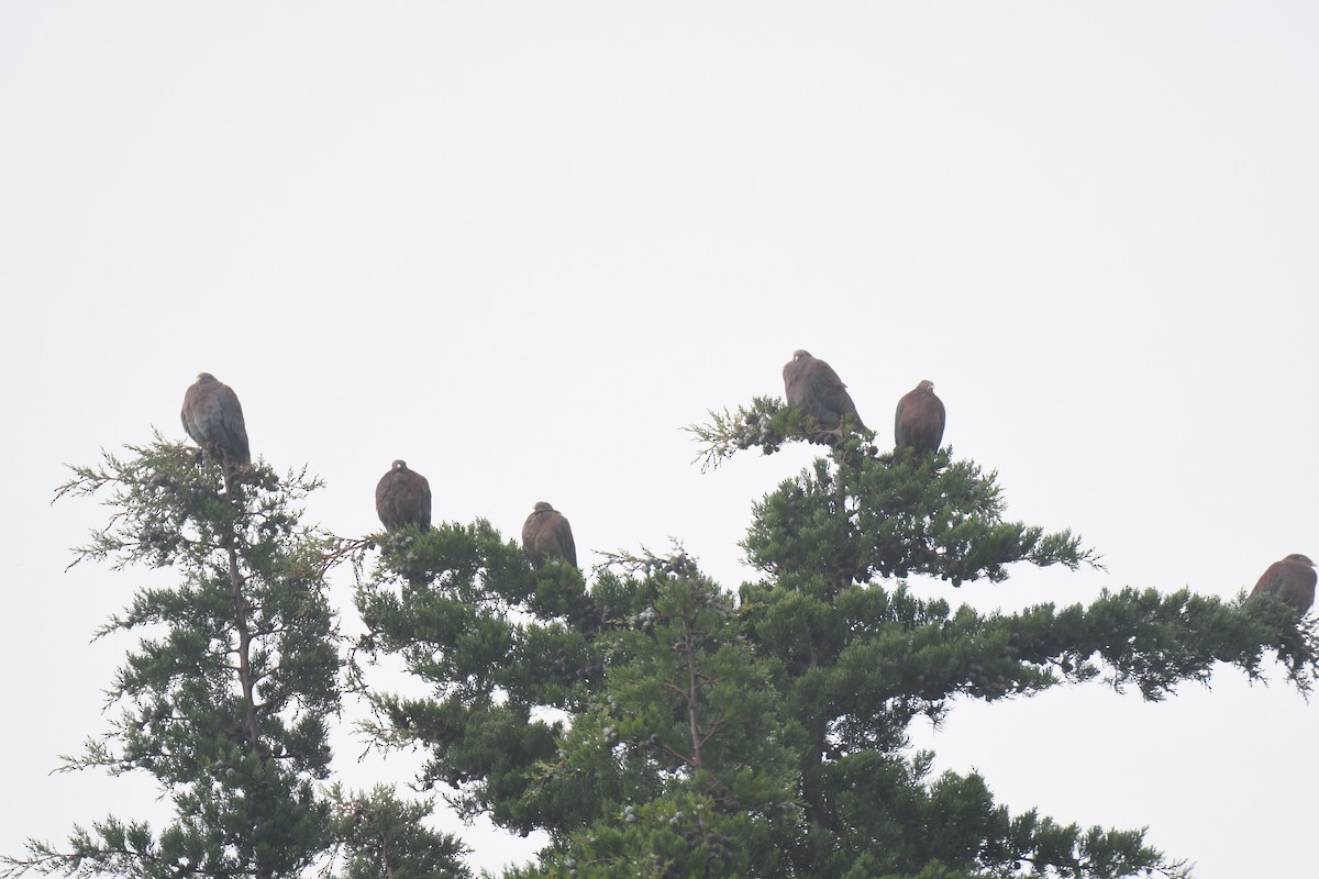 Red-billed Pigeon - ML645448945