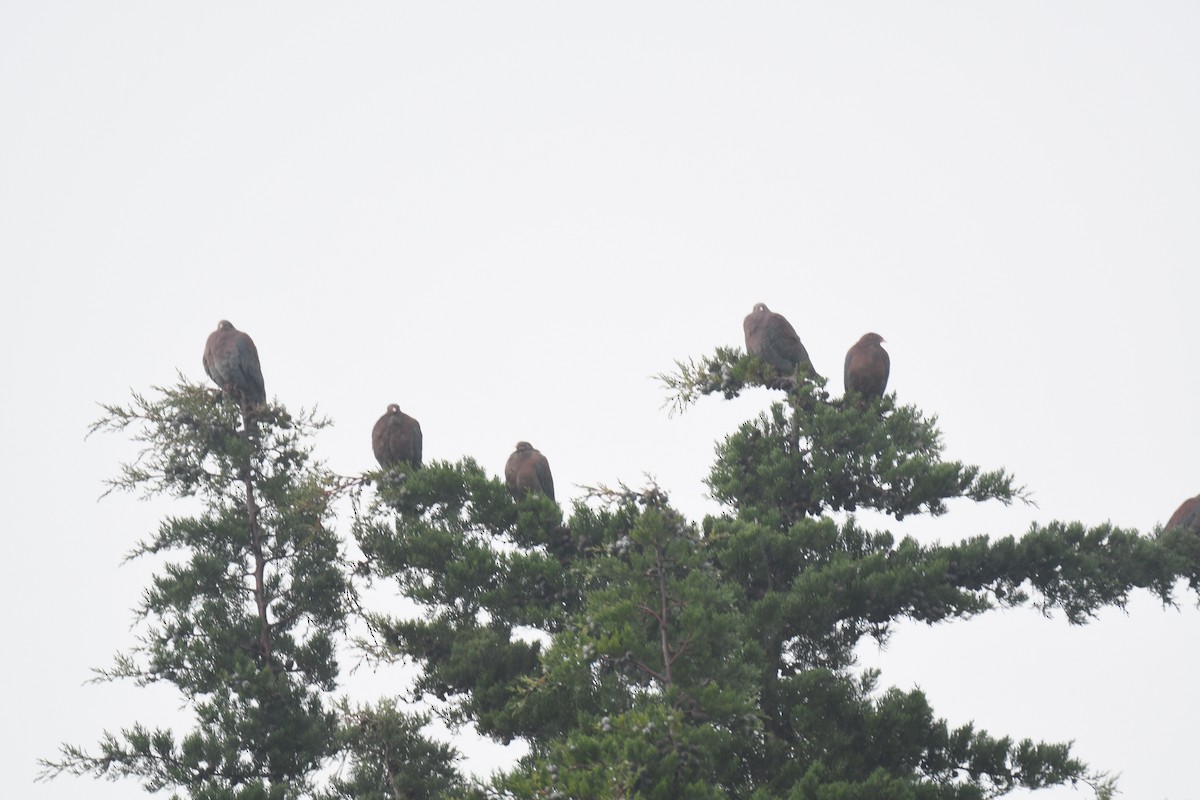 Red-billed Pigeon - ML645448946
