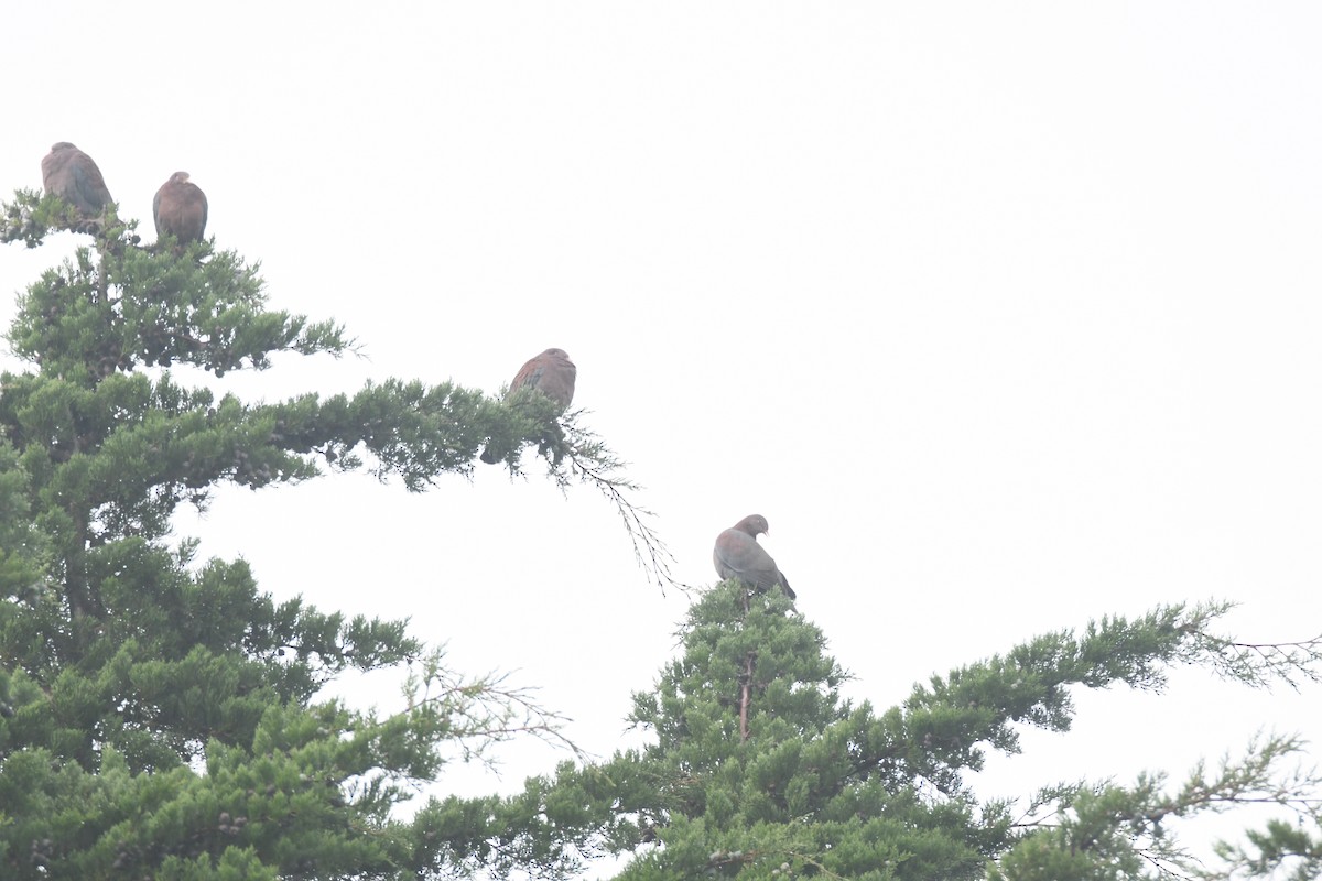 Red-billed Pigeon - ML645448947