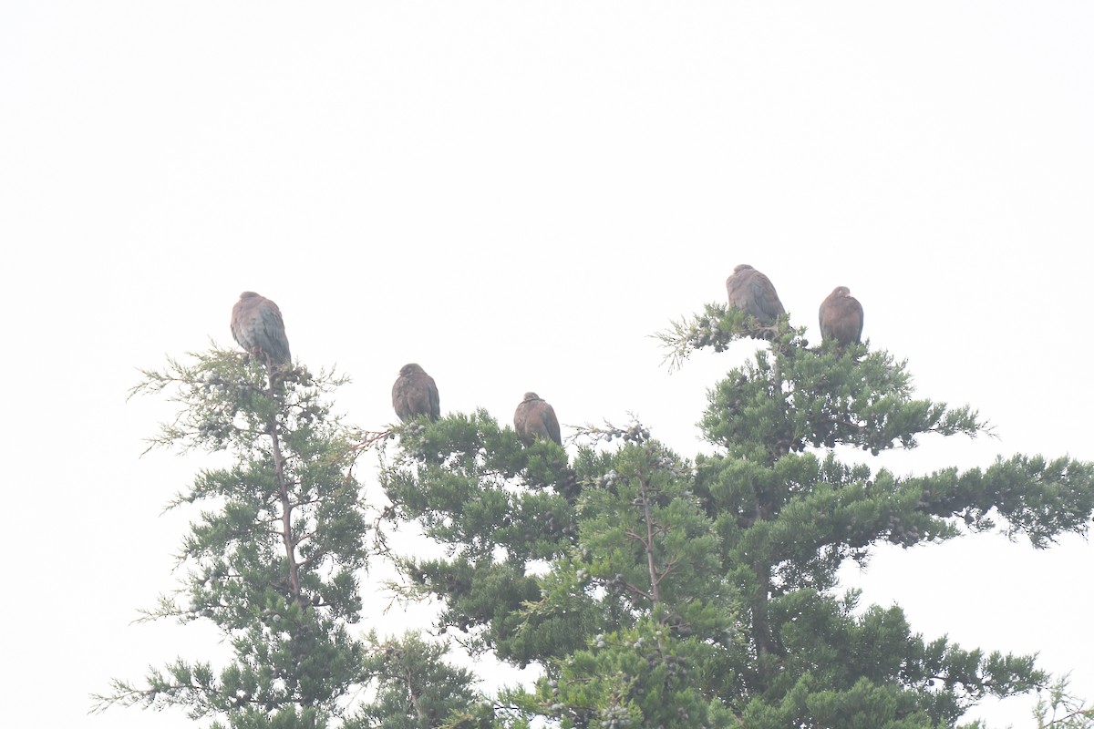 Red-billed Pigeon - ML645448948