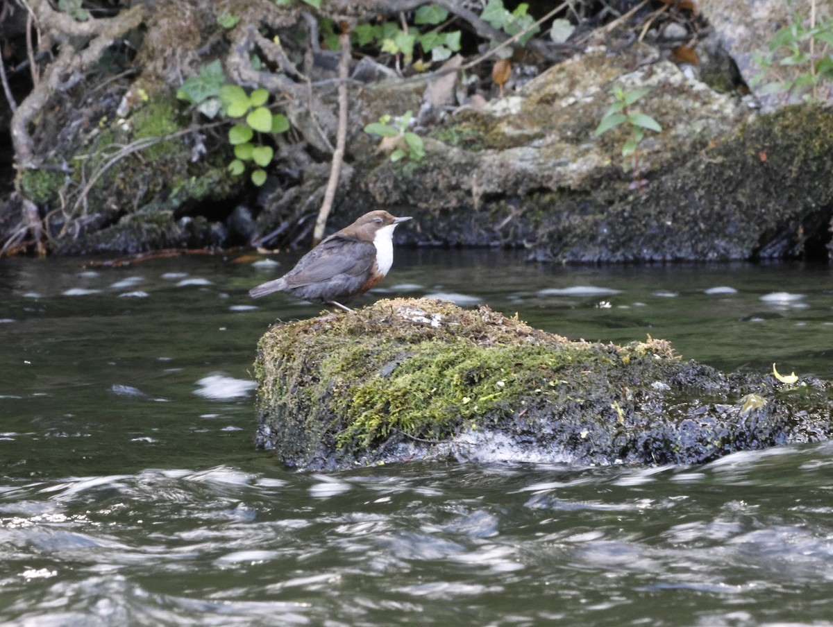 White-throated Dipper - ML645448949