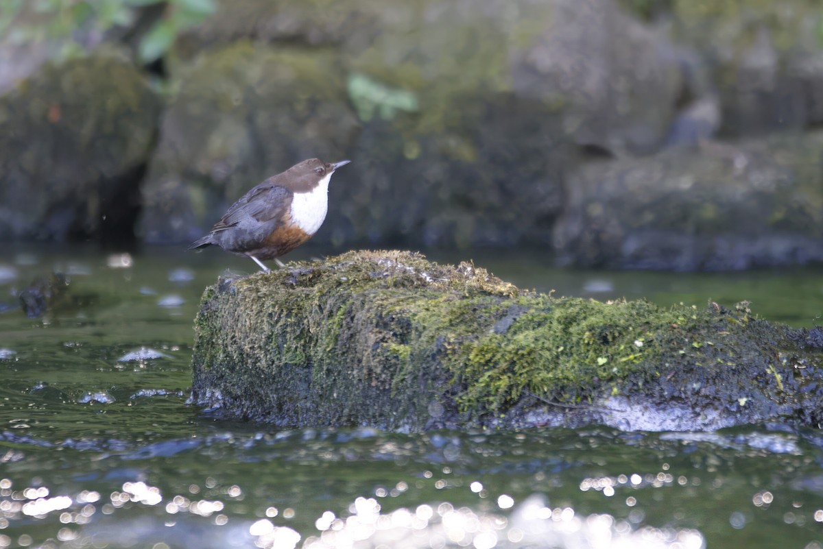 White-throated Dipper - ML645448950
