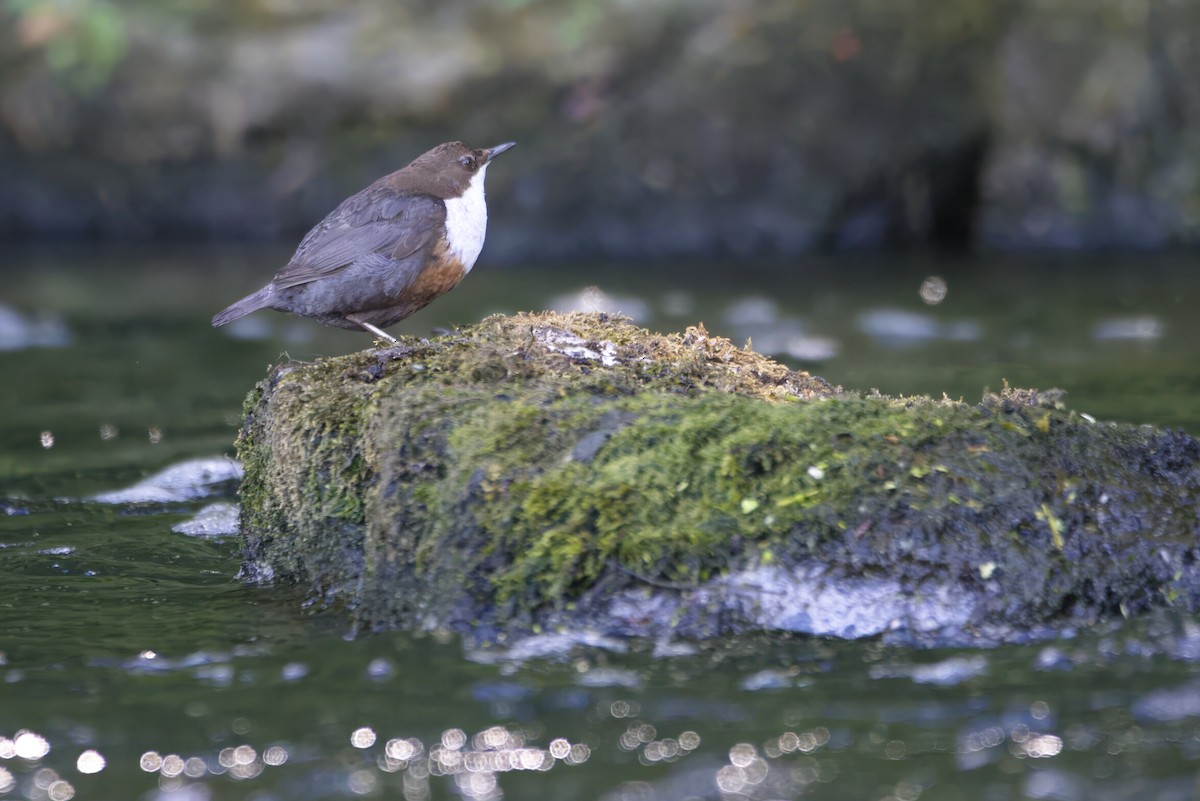 White-throated Dipper - ML645448952