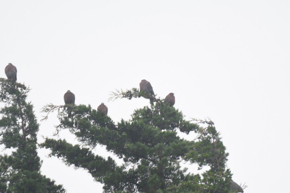 Red-billed Pigeon - ML645448953
