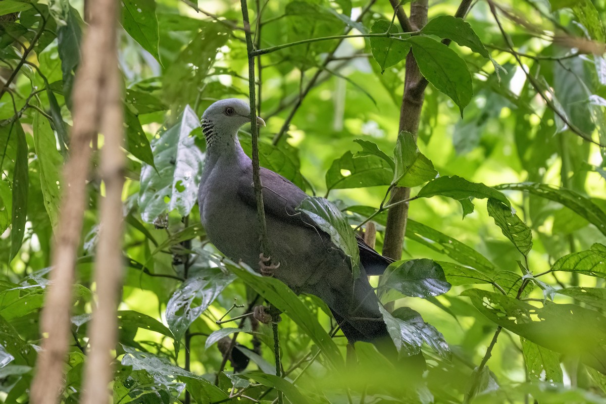 Nilgiri Wood-Pigeon - ML645448955