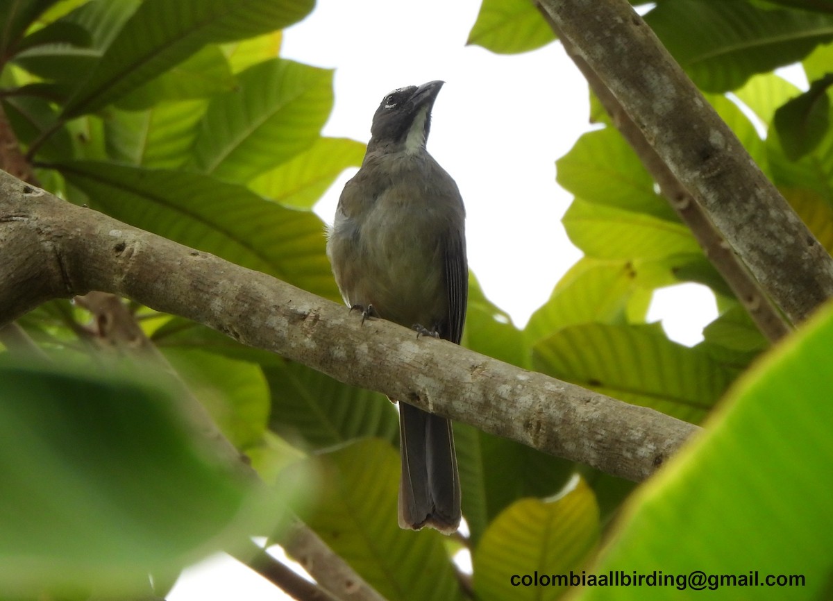 Olive-gray Saltator - ML645448956